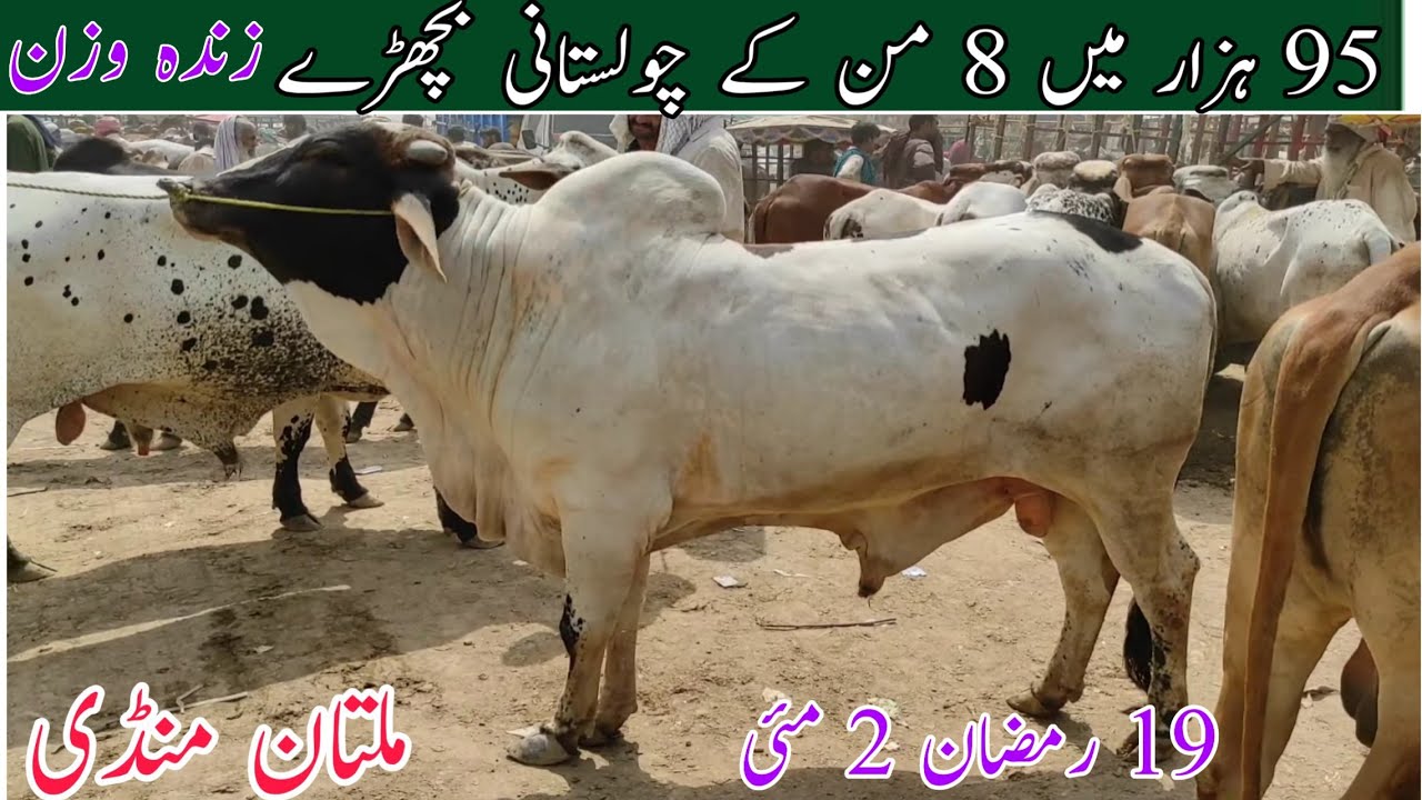 Multan Cow Mandi 2 May Latest update 8 Man k bachra 95000 final demand Qurbani 2021|Live weight rate