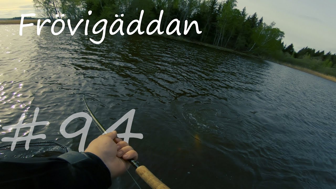Tävlingsfiske - Frövigäddan