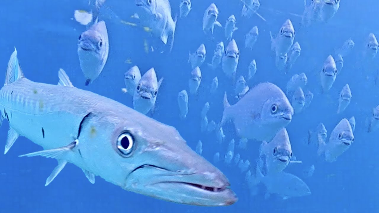 Chub Chasers; The Underwater Stampede - January 2024 Fish Recap