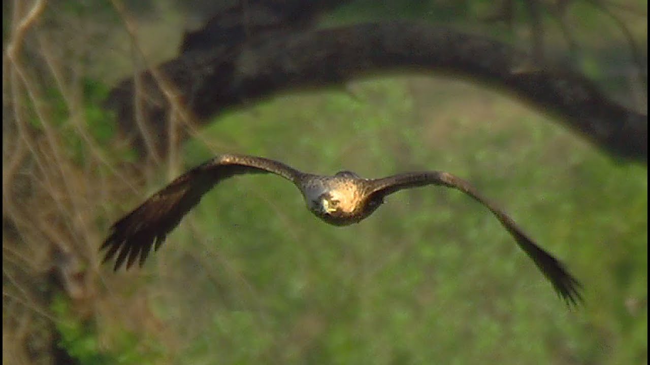 Могильник (Aquila heliaca) - Eastern imperial eagle | Film Studio Aves