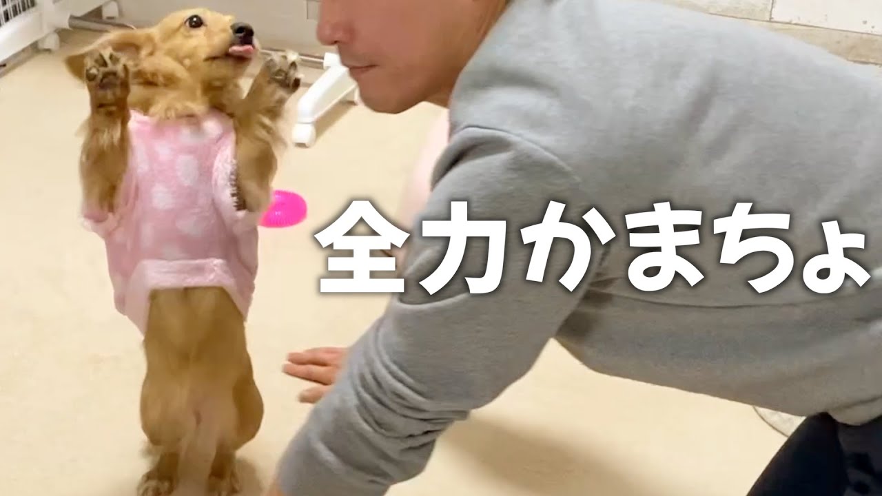 かまちょ。パパの筋トレ中に猛アタックするちび犬が可愛いすぎました