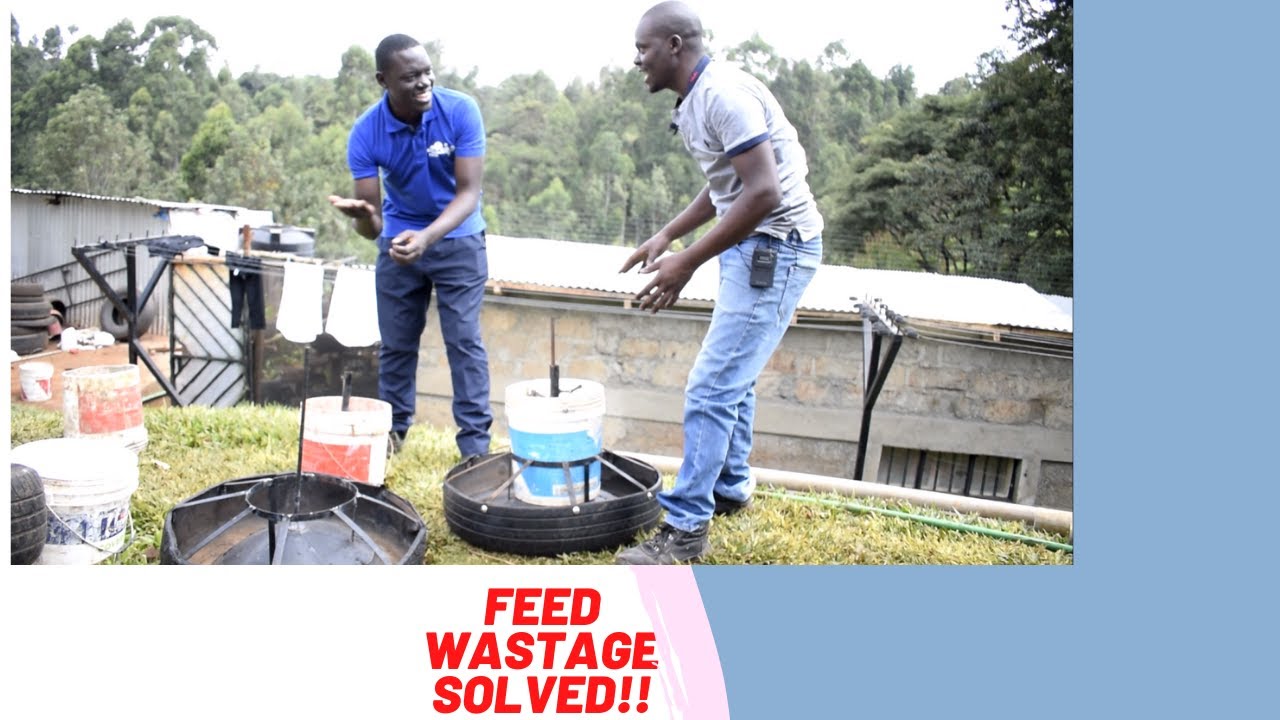 I built my own low cost automatic pig feeder to save on feed wastage
