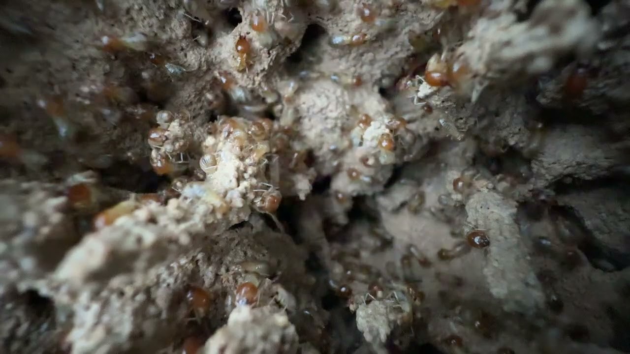 Termite Sounds in Walls (Beginners Guide)