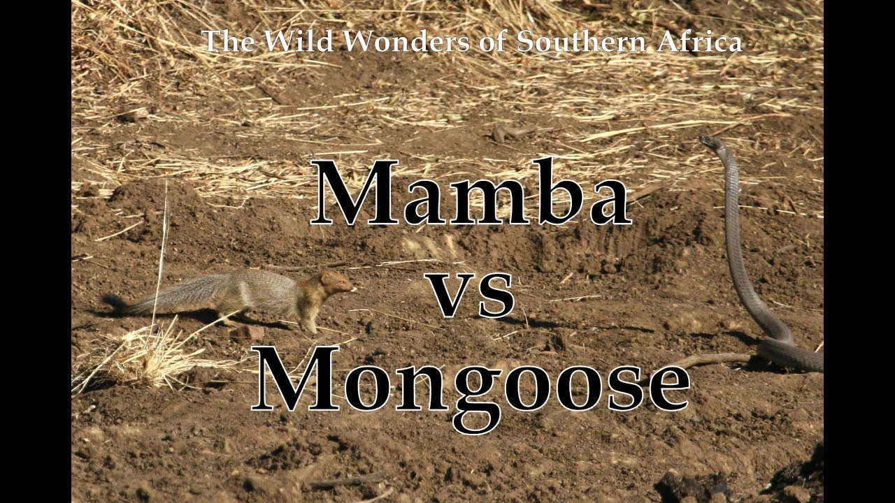Mamba vs Mongoose