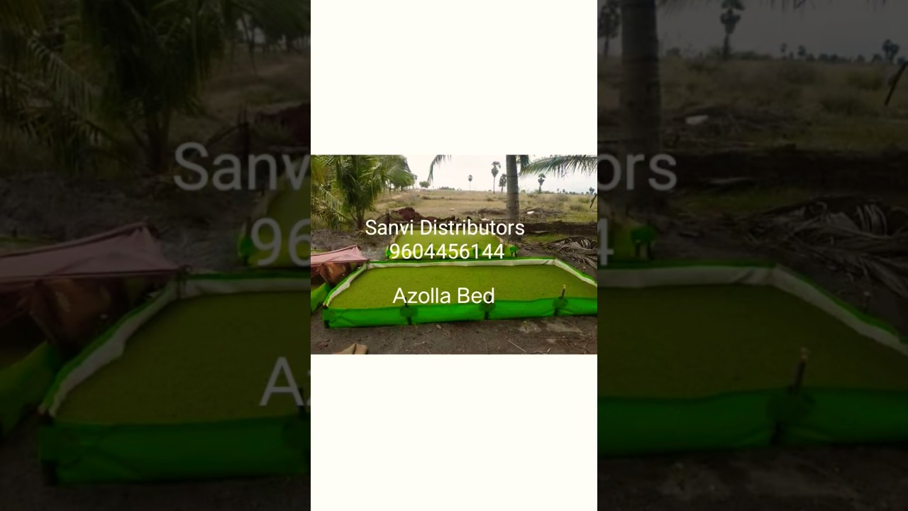 Sanvi's Azolla bed 