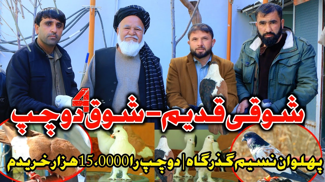 شوق چهار کفتر دوچپ | شوقی قدیم و مشهور کابل پهلوان نسیم گذرگاه | کفتر دوچپ بی نظیر را 150,000 خریدم