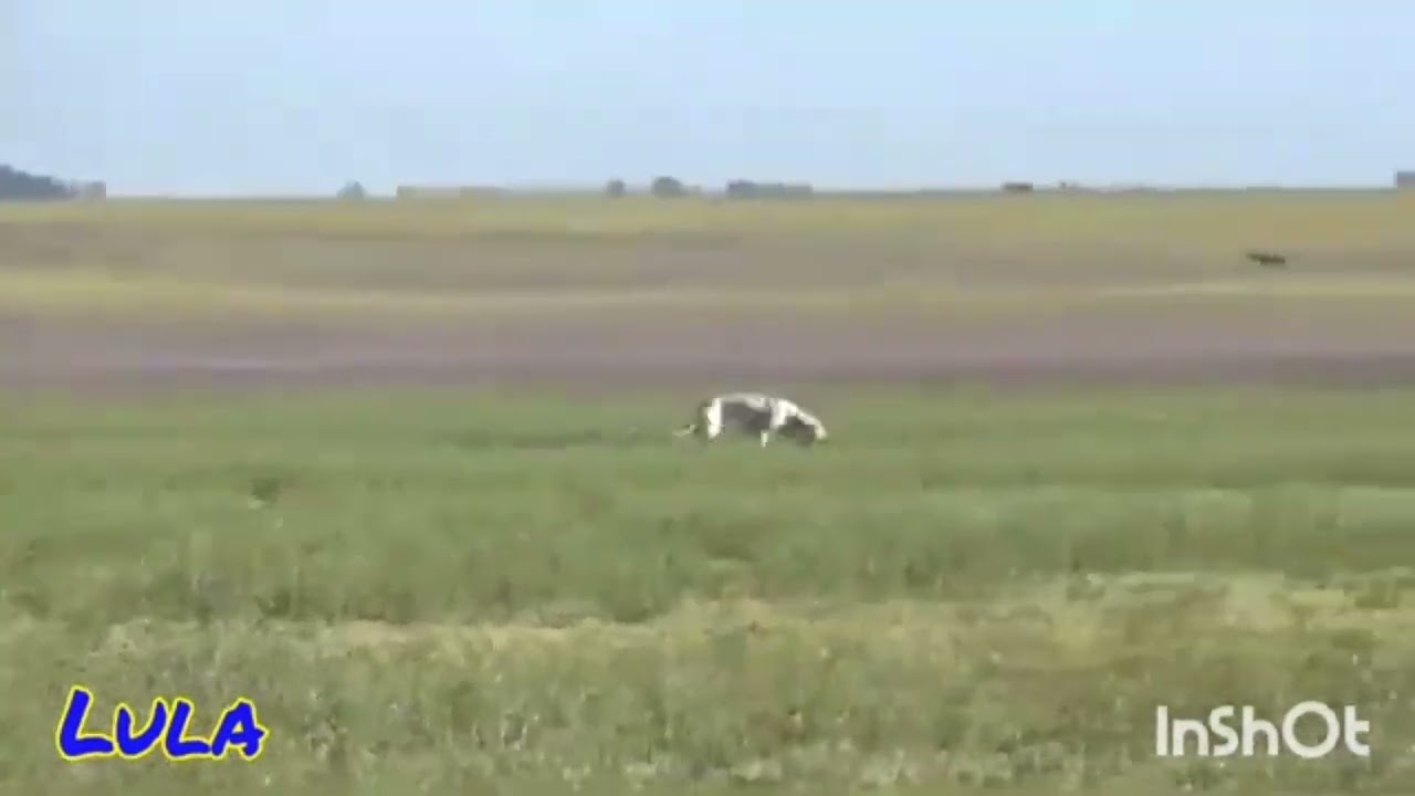 Galgos de Villa Ramallo