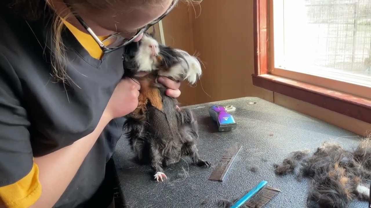 Griffin-Peruvian Guinea Pig Grooming