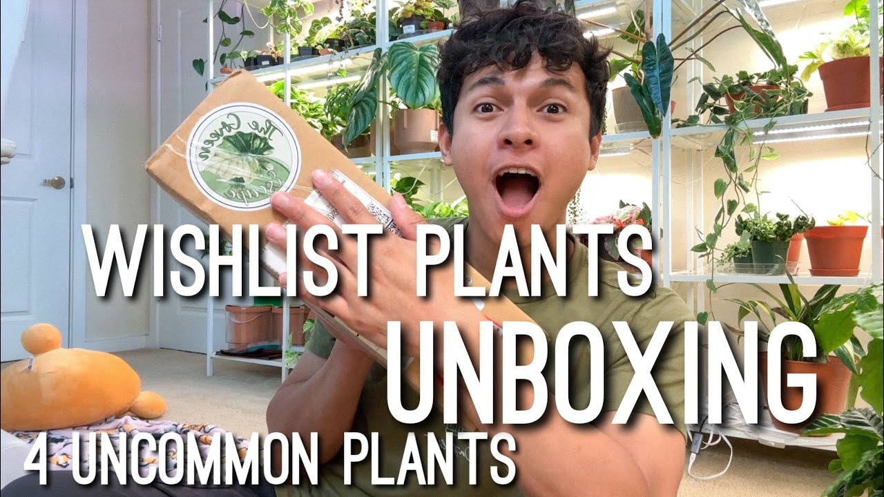 Unboxing 4 Hard to find plants! Etsy Unboxing! Cheap Houseplants on Sale! The Green Escape