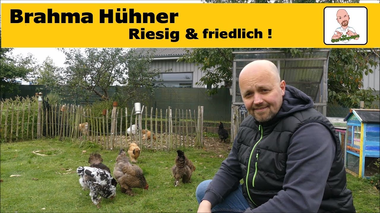 Brahma Hühner: Sanfte Riesen für Familie, Garten und Selbstversorgung