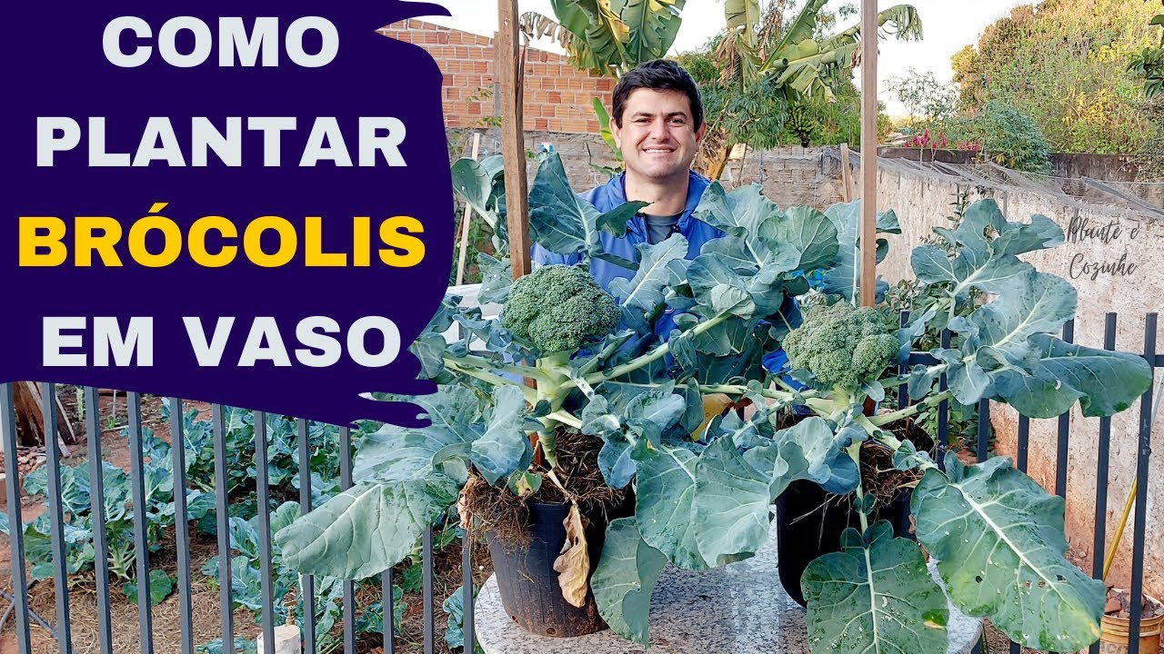 Como PLANTAR BRÓCOLIS JAPONÊS orgânico no VASO: Veja O QUE FAZER para PRODUZIR MUITO (Ep214)