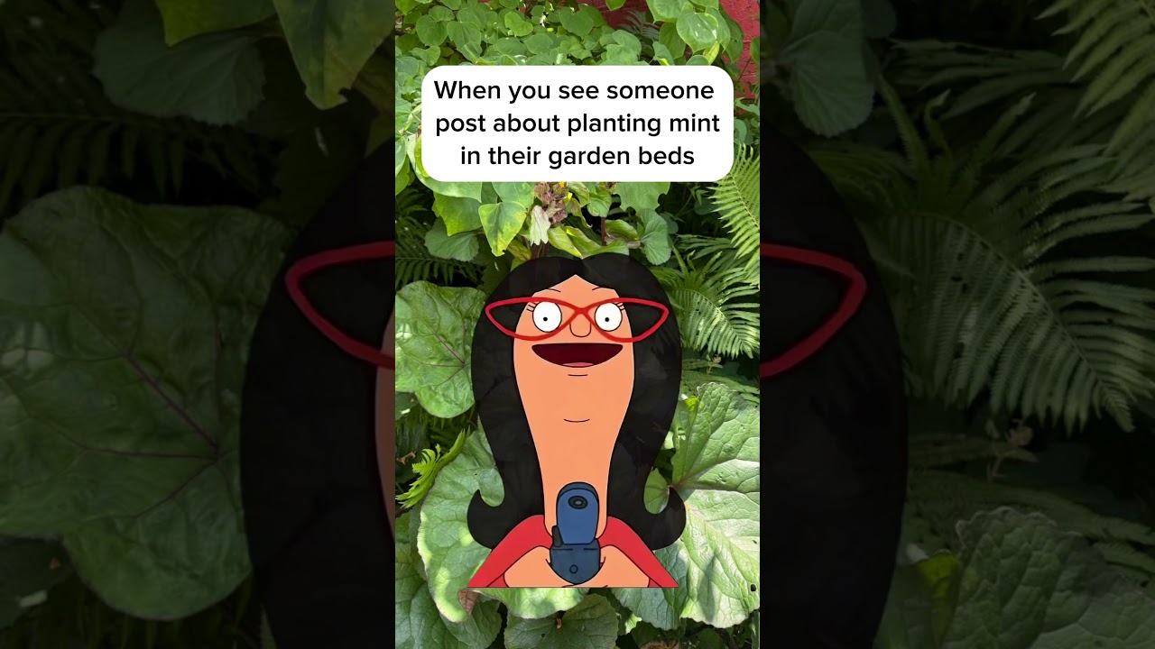 Planting Mint in your garden #planthaul #gardendesign #gardeninspiration #garden #mint #plantbeds