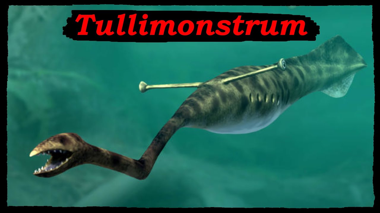 Tullimonstrum: the Strangest Animal Ever!
