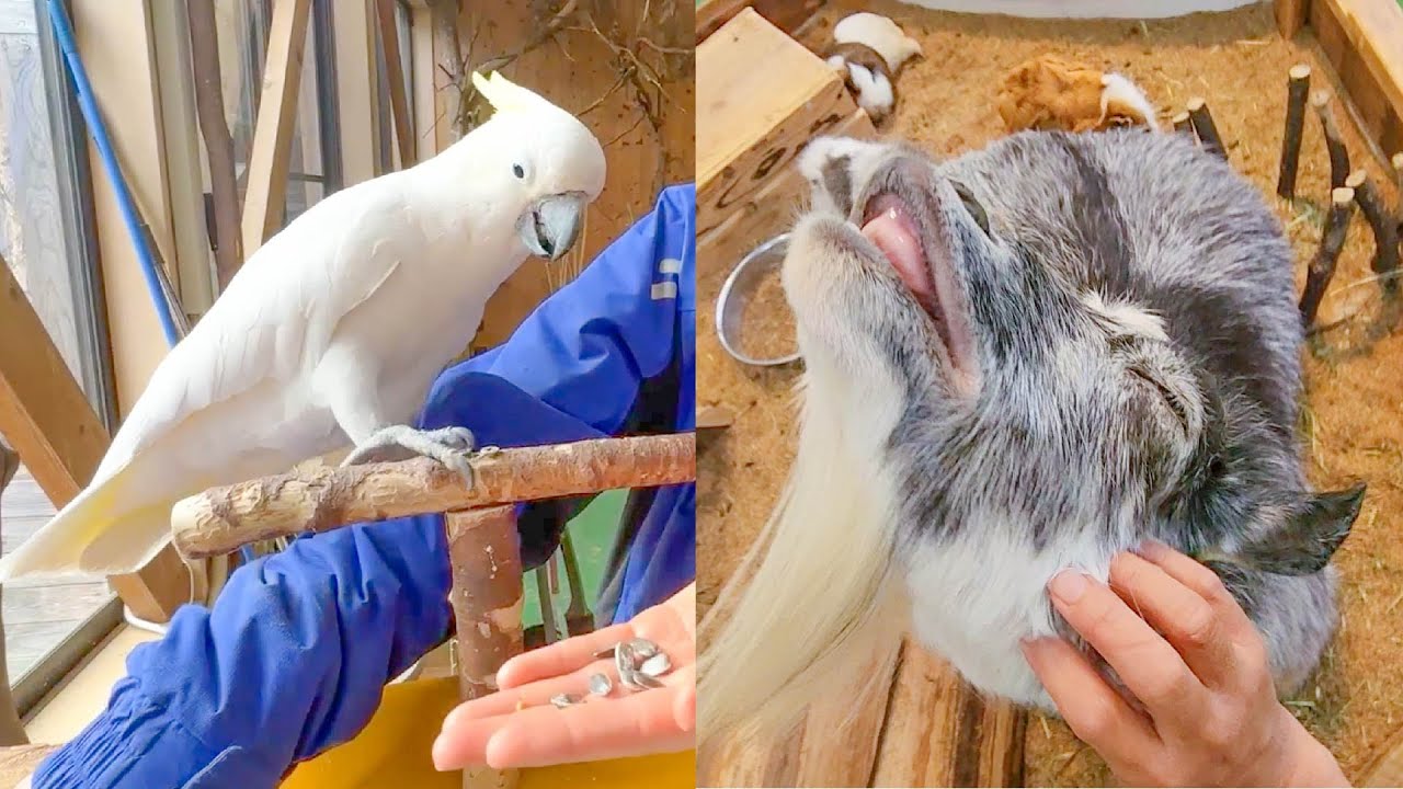 動物の体重測定って結構大変なんです！