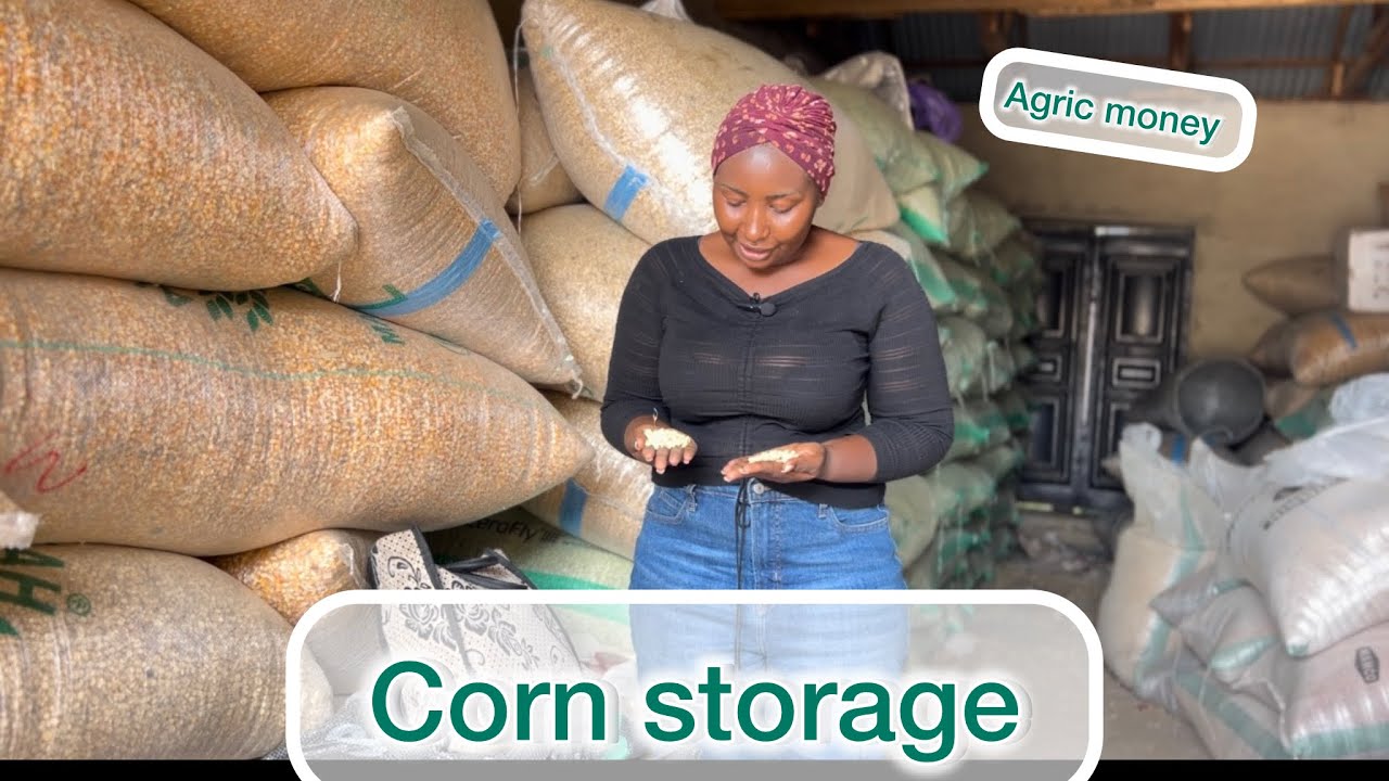 Corn storage business in Nigeria 2024