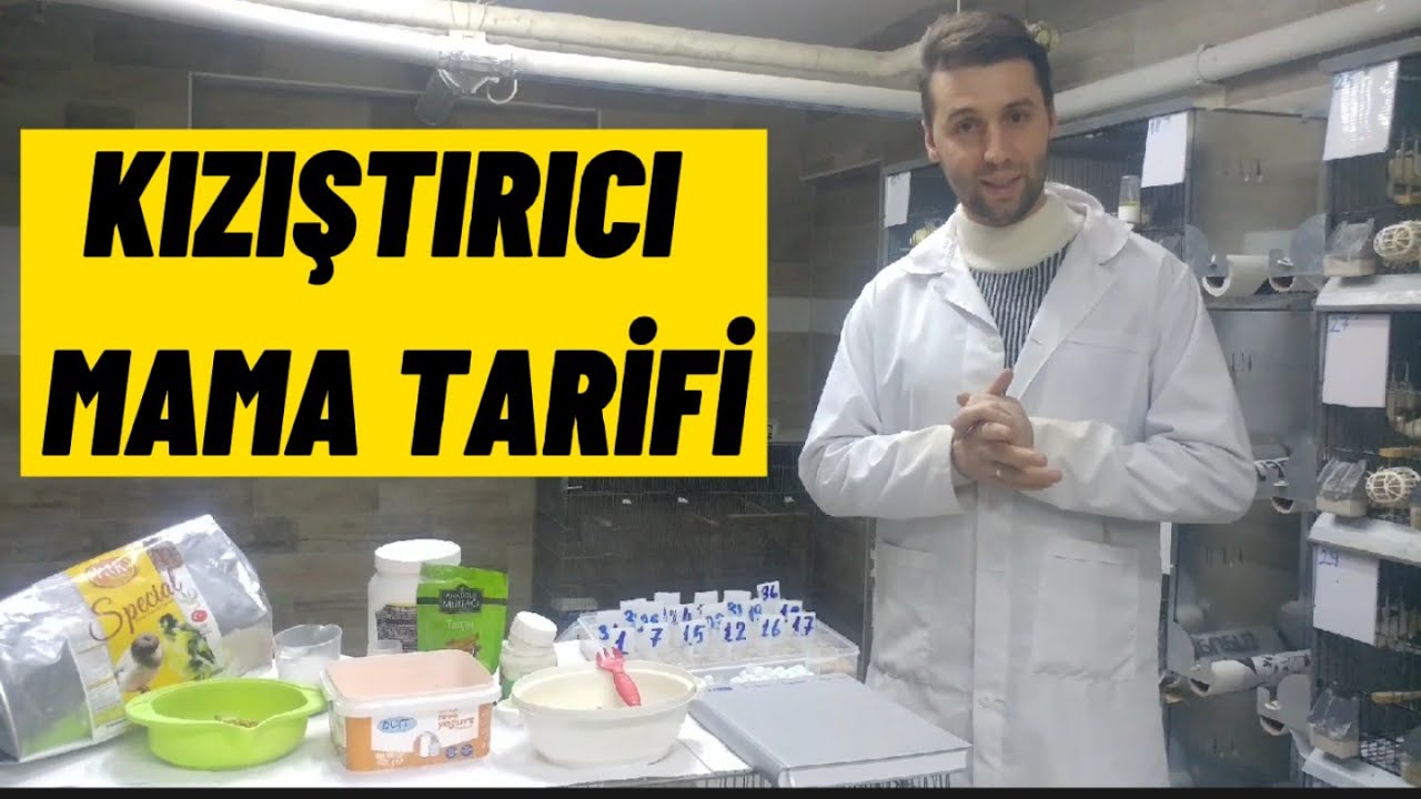 KIZIŞTIRICI MAMA TARİFİ ! Üretim öncesi bol vitaminli mama tarifi. Kanarya,Muhabbet,Papagan,İspinoz