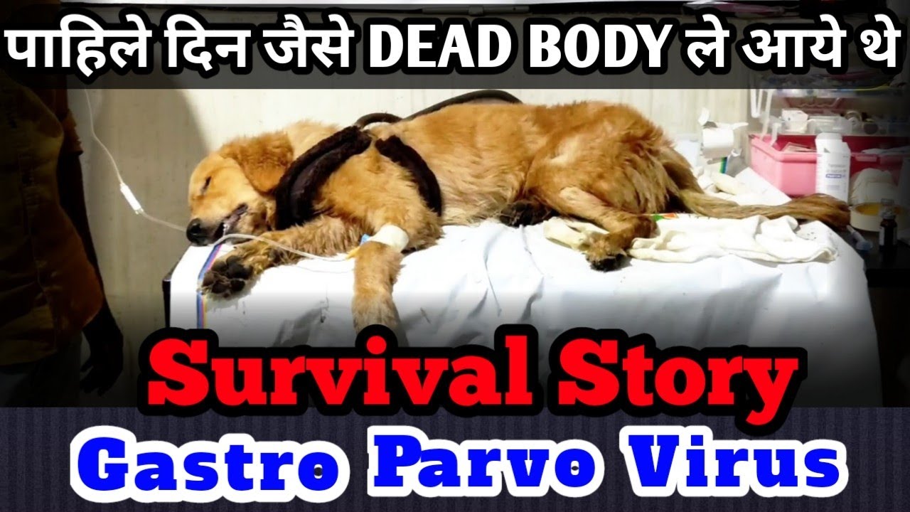 Parvo Gastro Servival Story I Parov Recovey Story I Parvo Treatment by Vets I Parvo Survivor