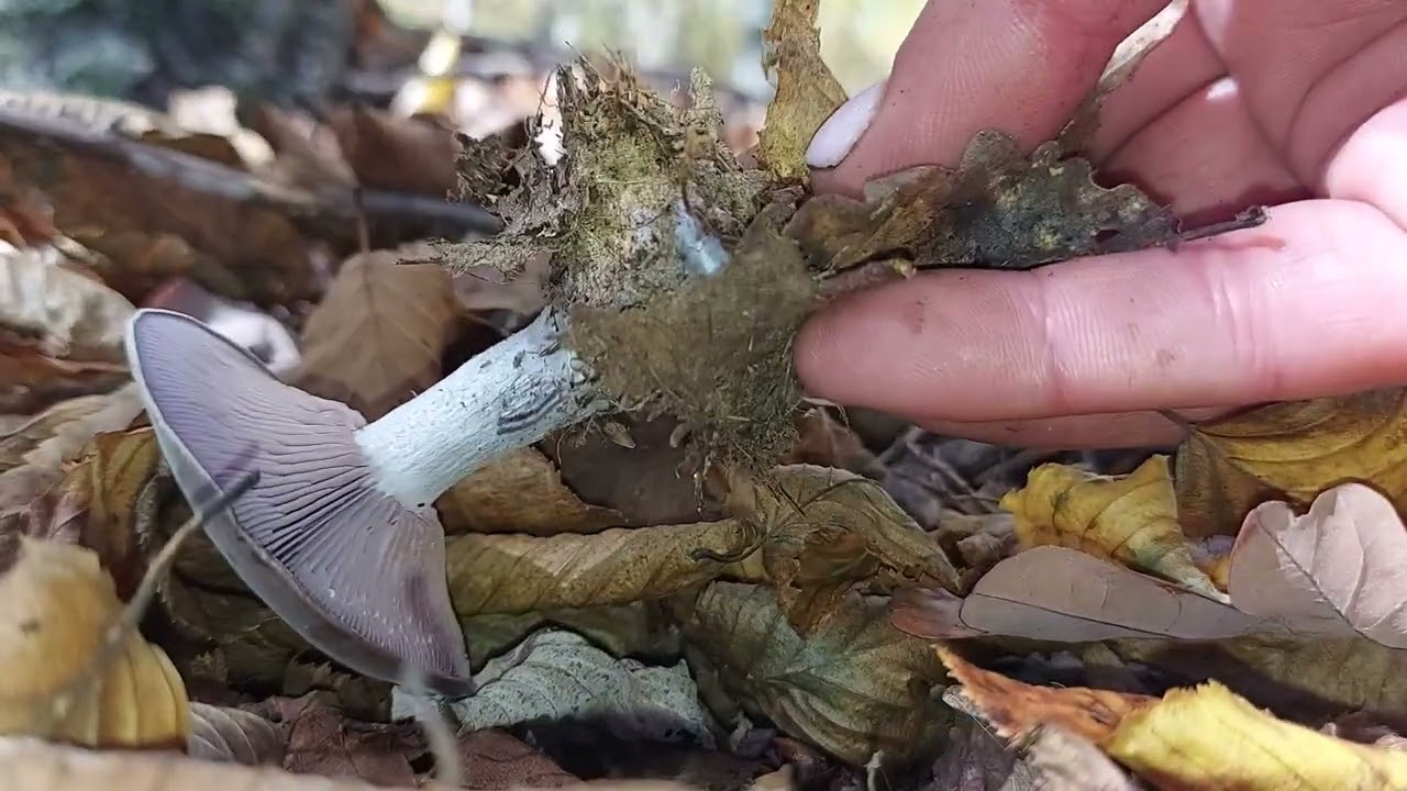 Lepista nuda - Violete  -  Ciuperca mov - Nicoretele vanat