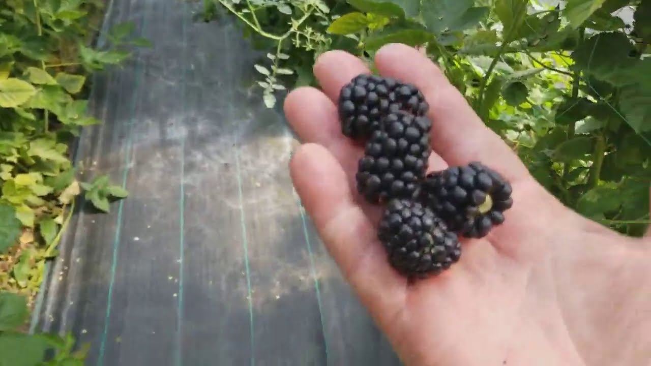 ЕЖЕВИКА КАРАКА БЛЭК. УРОЖАЙ СОБРАН.