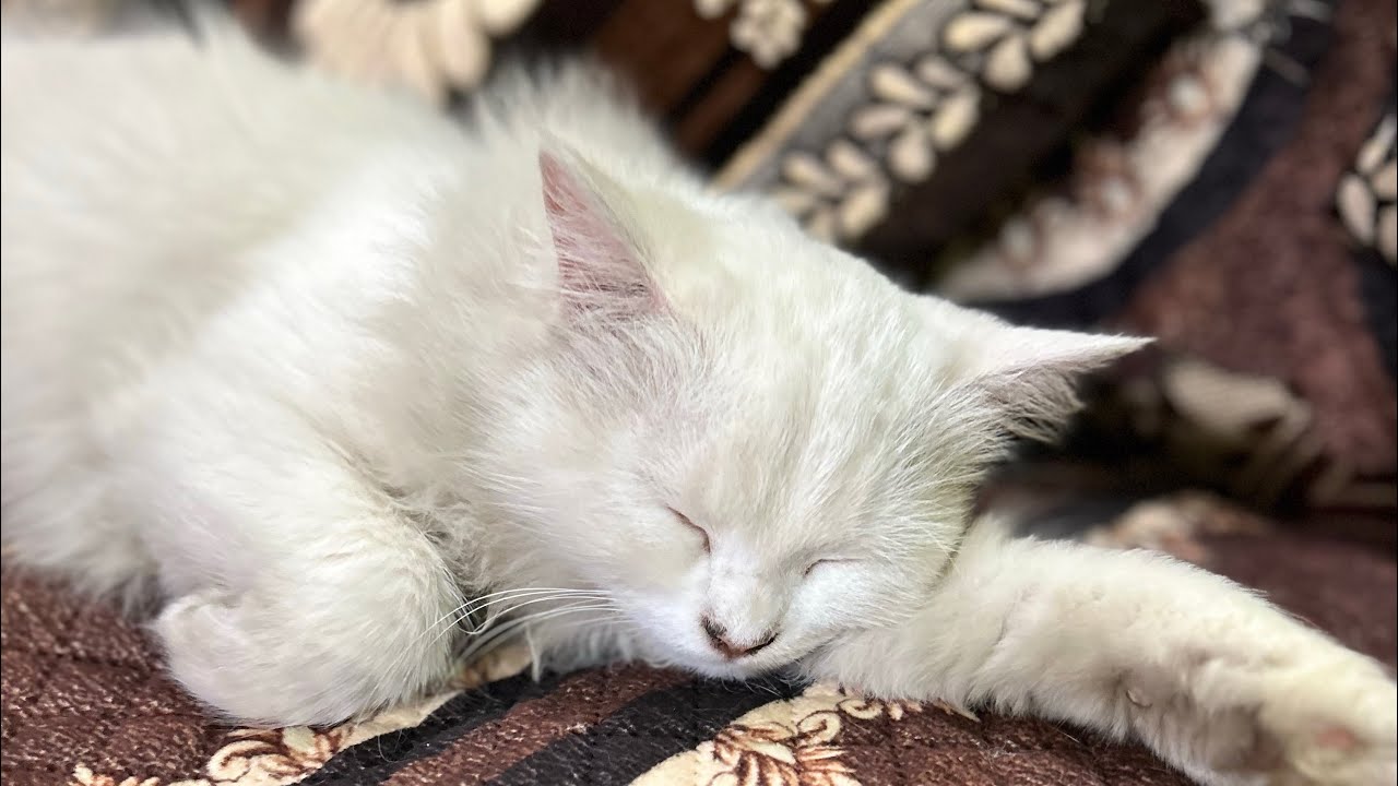 Daily Live Kitten !! ❤️🥰 #youtube #kitten 
