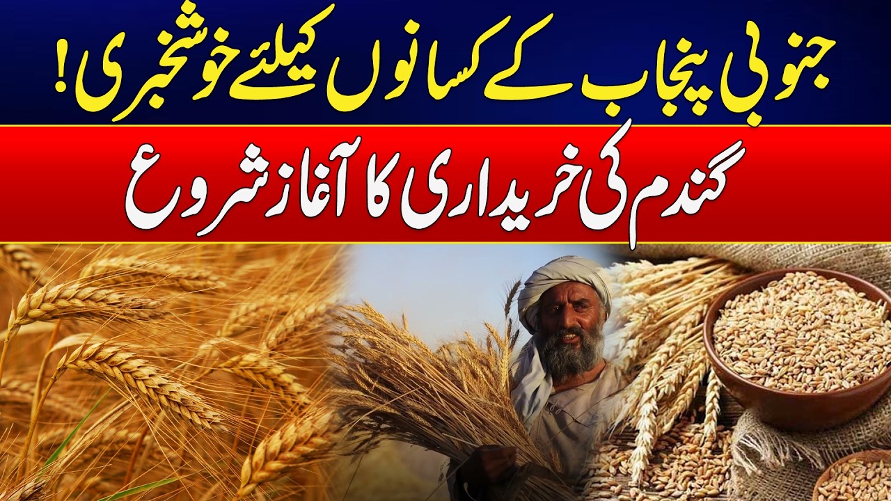 Good News For Farmers Of South Punjab! Wheat Procurement Begins | Latest Update | Rohi