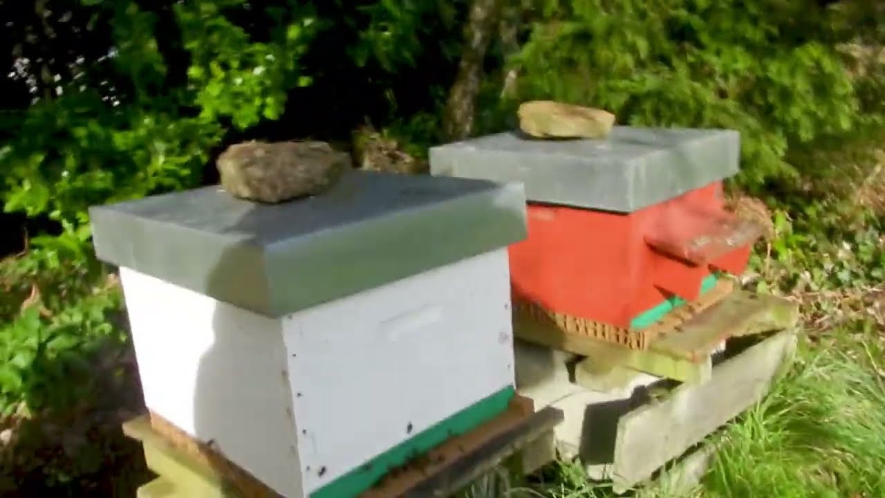 Belle sortie des abeilles le 9 janvier 1ère vidéo de l'année 2026 état des lieux