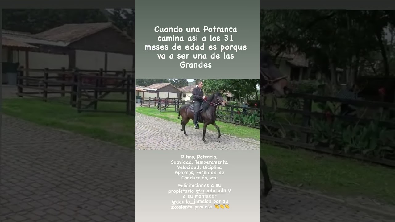Comentario de Guillermo Kling: Ponderosa Fortunity de Chapala hija de Espect&aacute;culo de Chapala.