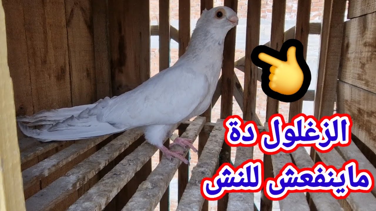 تعالو نفرز الزغاليل ونشوف مين ينفع للنش ومين ما ينفعش👌
