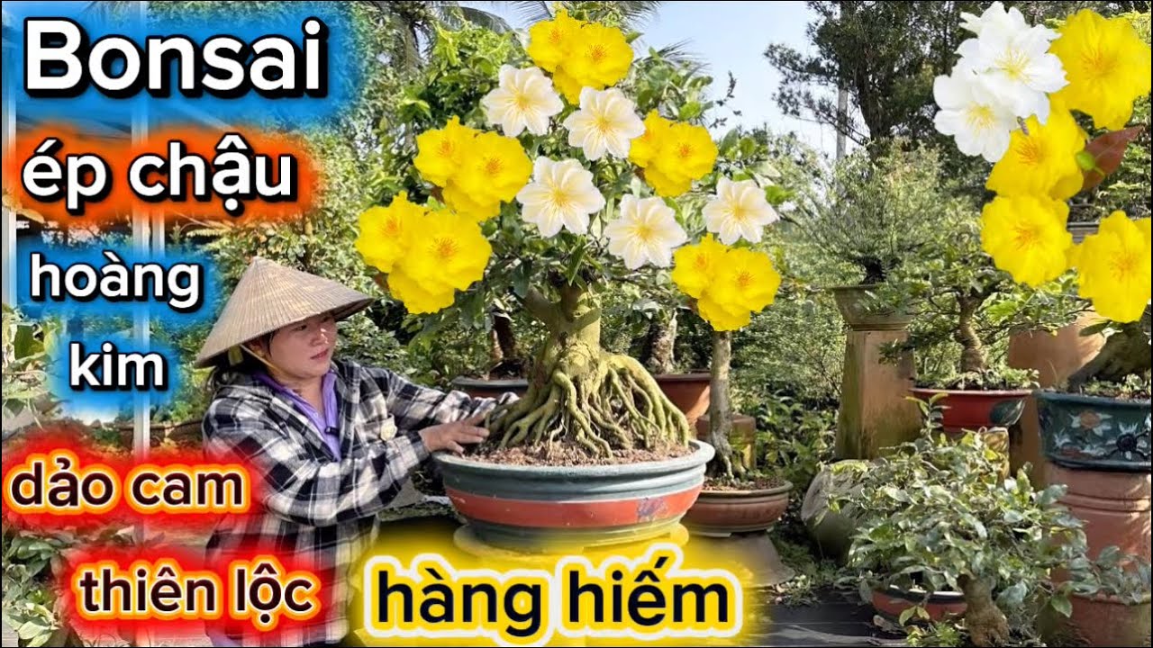 24-1-2026☎️0922.739.393 Ngân🌳mai thành phẩm chơi tết- cây củ đế đẹp-giá mềm. 