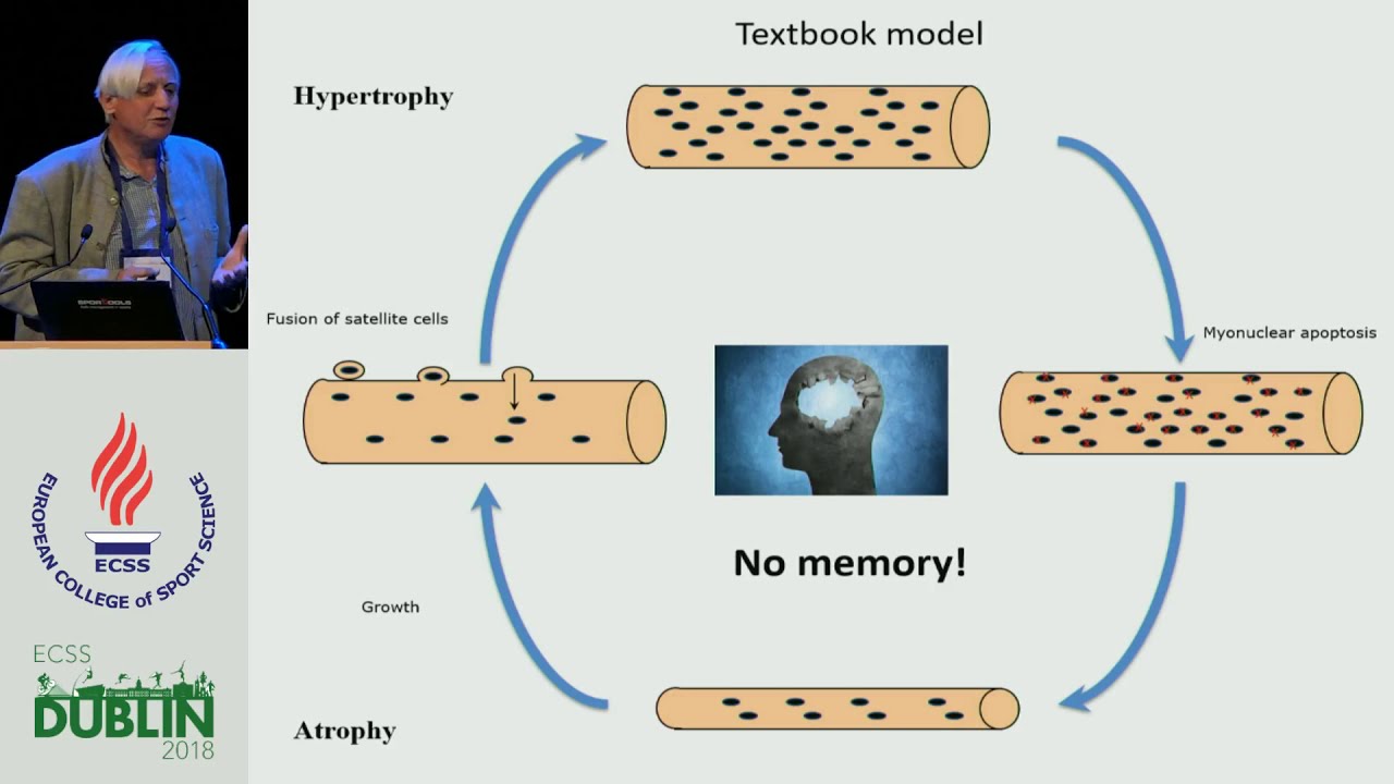 Muscle Memory and a New Cellular Model for Muscle Atrophy and Hypertrophy