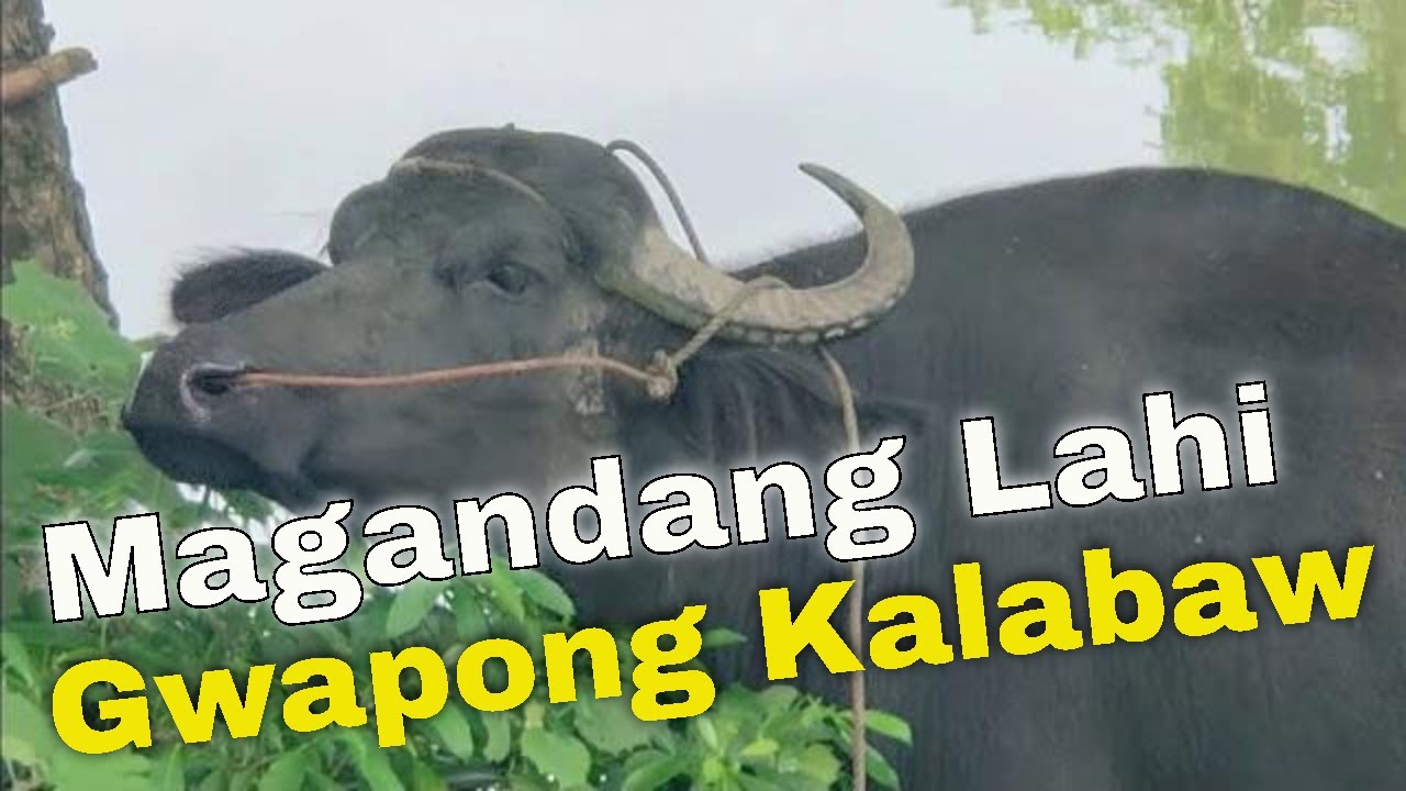Mga Kalabaw sa Calawagan Cabanatuan City ~ Hayop na Doktor ~ Veterinarian in the Philippines