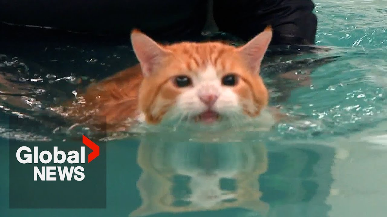 Fat cat 
