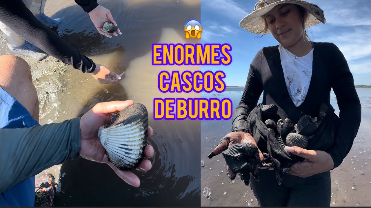 Cascos de Burro captura extrema en manglares
