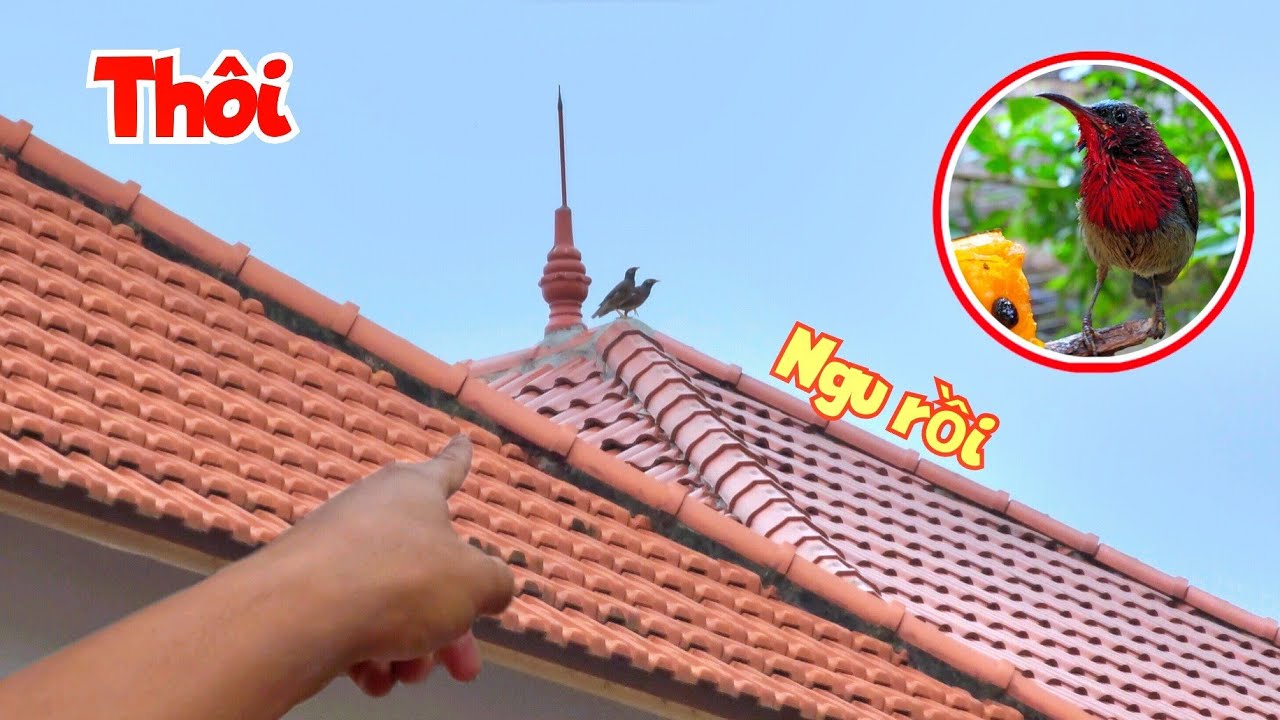 Chơi Ngu Thả Thử Sáo Nhà Ra Chơi Cùng Sáo Tự Nhiên Và Mua Thêm Chim Hút Mật / Quế Nghịch