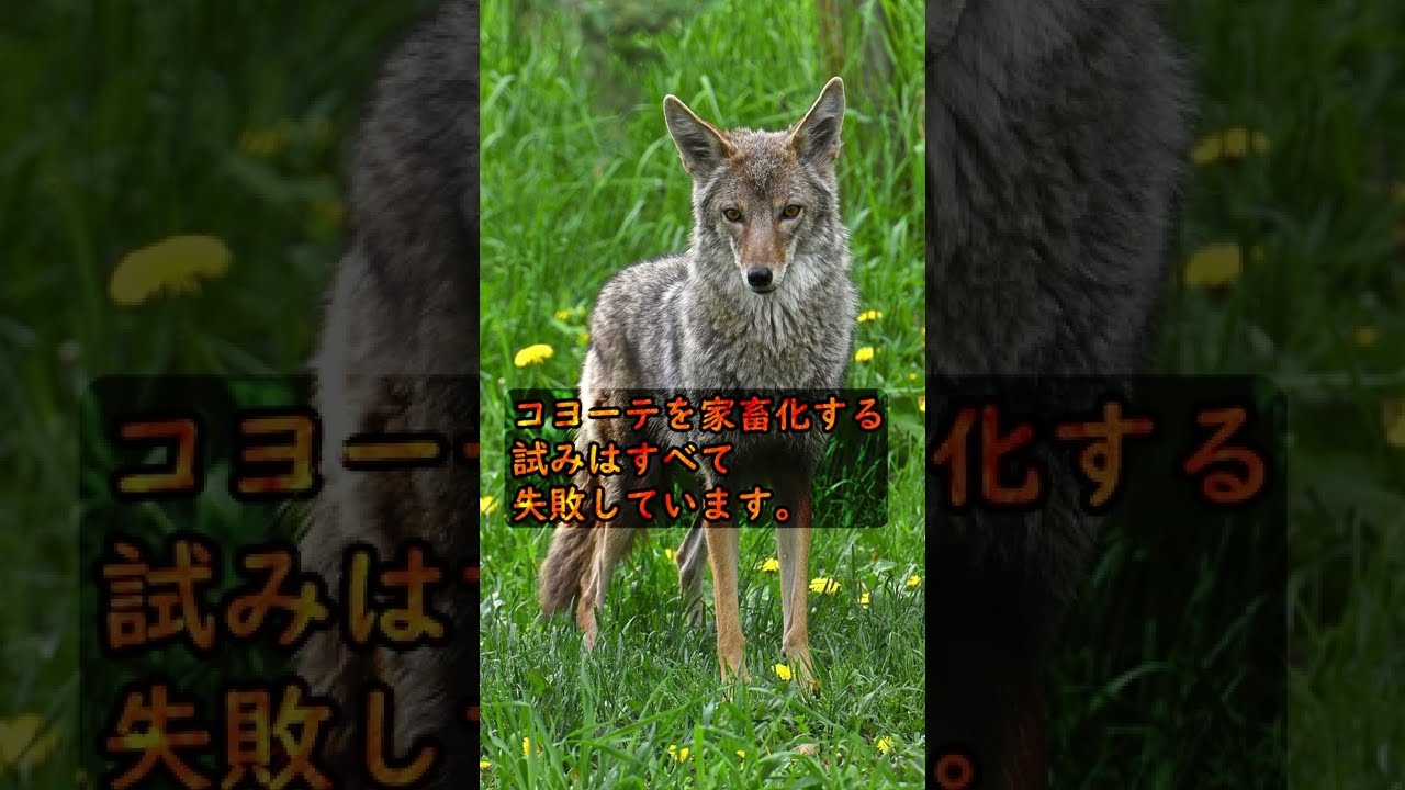 人間が家畜化できなかった動物【コヨーテ】 