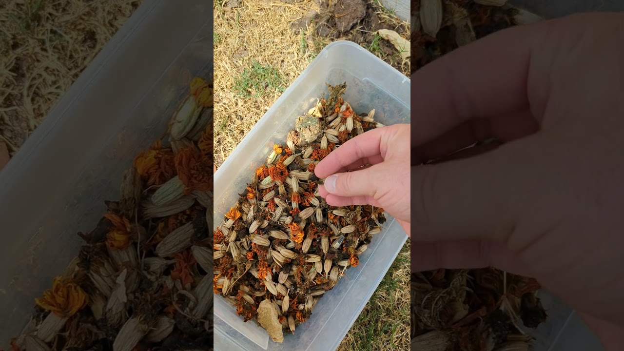 Save Money in the Garden by Saving Seeds from your Marigolds Every Year!