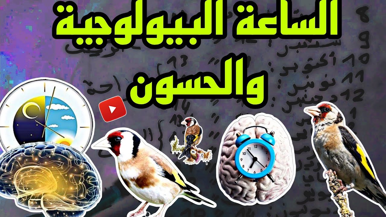 الساعة البيولوجية وعلاقتها بتنظيم حياة الحسون (الدرس الاول)