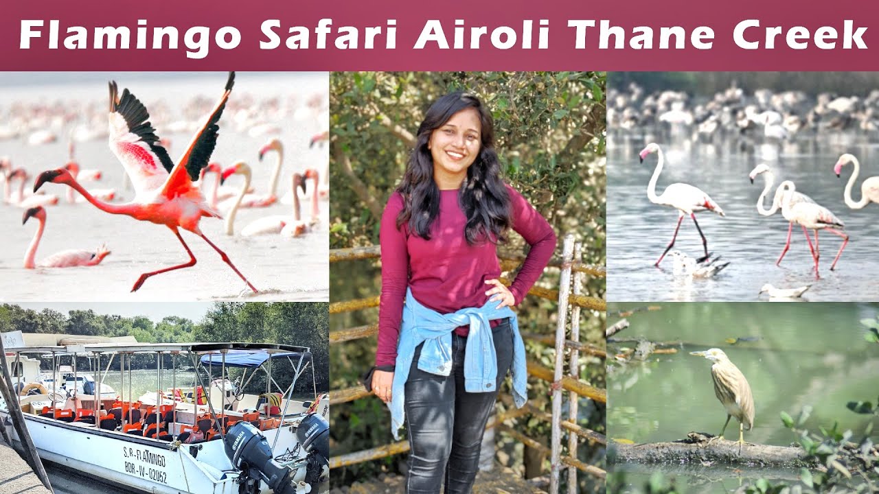 FLAMINGO SAFARI AIROLI | Thane Creek Bird Sanctuary | Things to do in MUMBAI