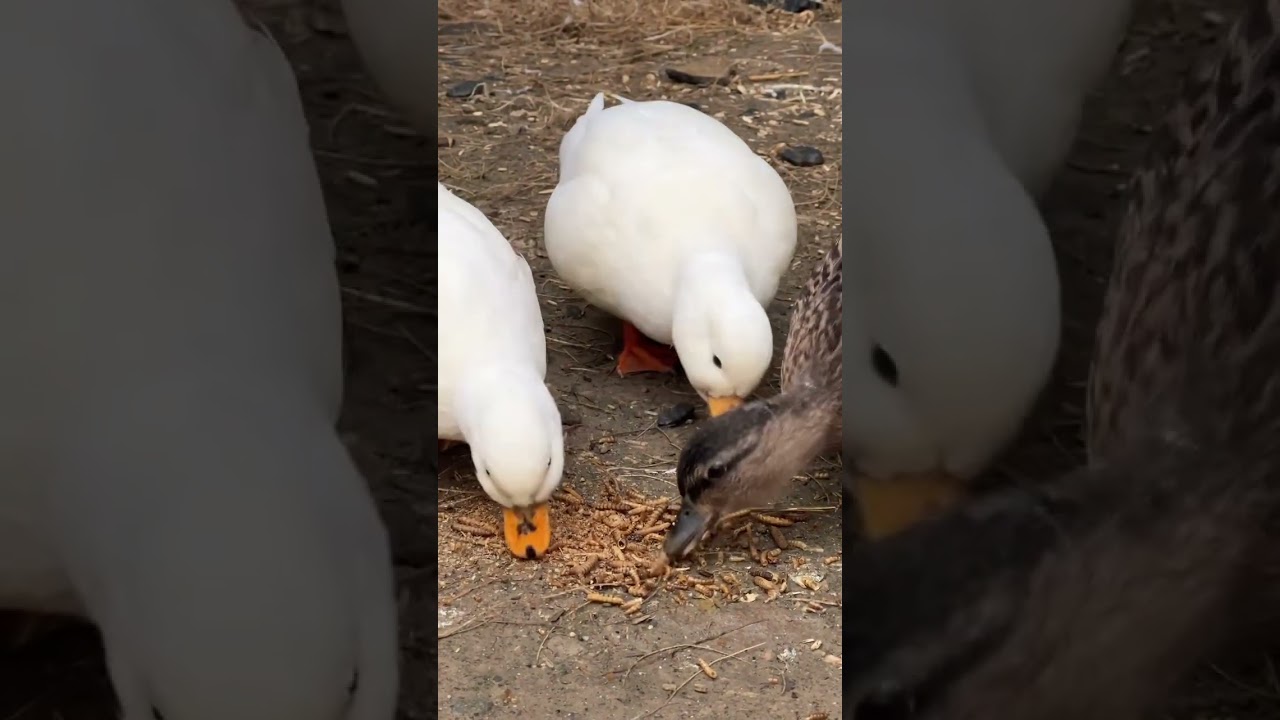 You asked for more egg collecting videos so here ya go! 🥚 #DunkinDucks #EggCollecting