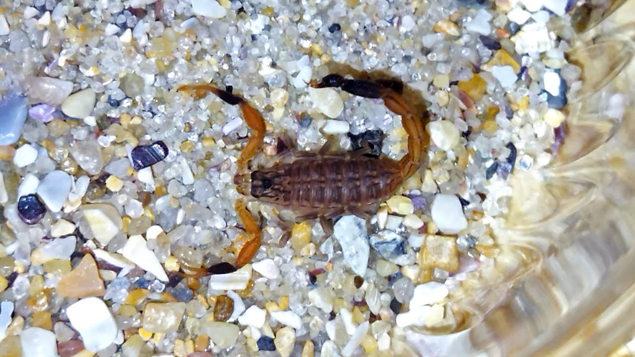 Скорпионы Hottentotta hottentotta. Первые дни жизни