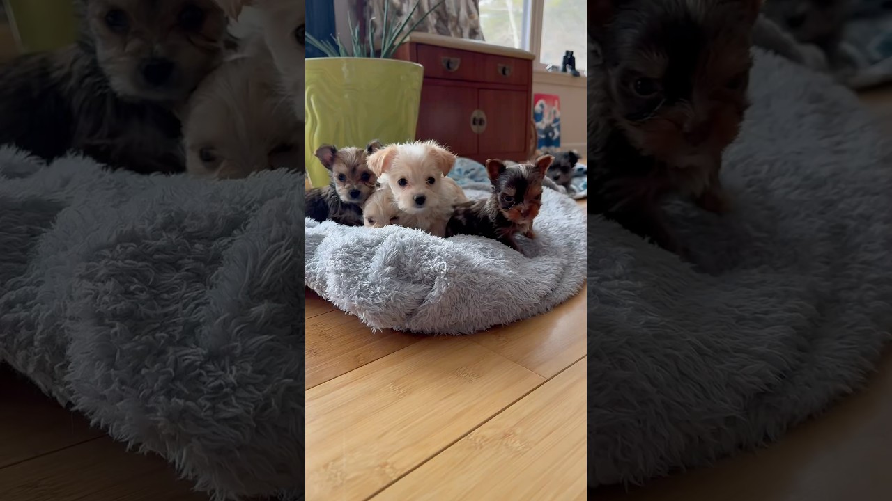 Tiny yorkie puppies #yorkies #plants  #green #puppies #tinypuppy #play #daily
