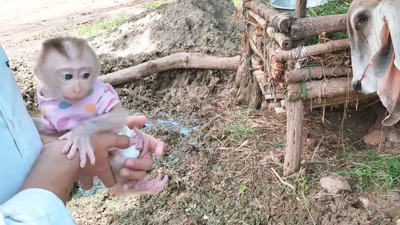 WOW Cow Gets Angry At Baby Monkey Abbey Because He Sitting On His Grass.