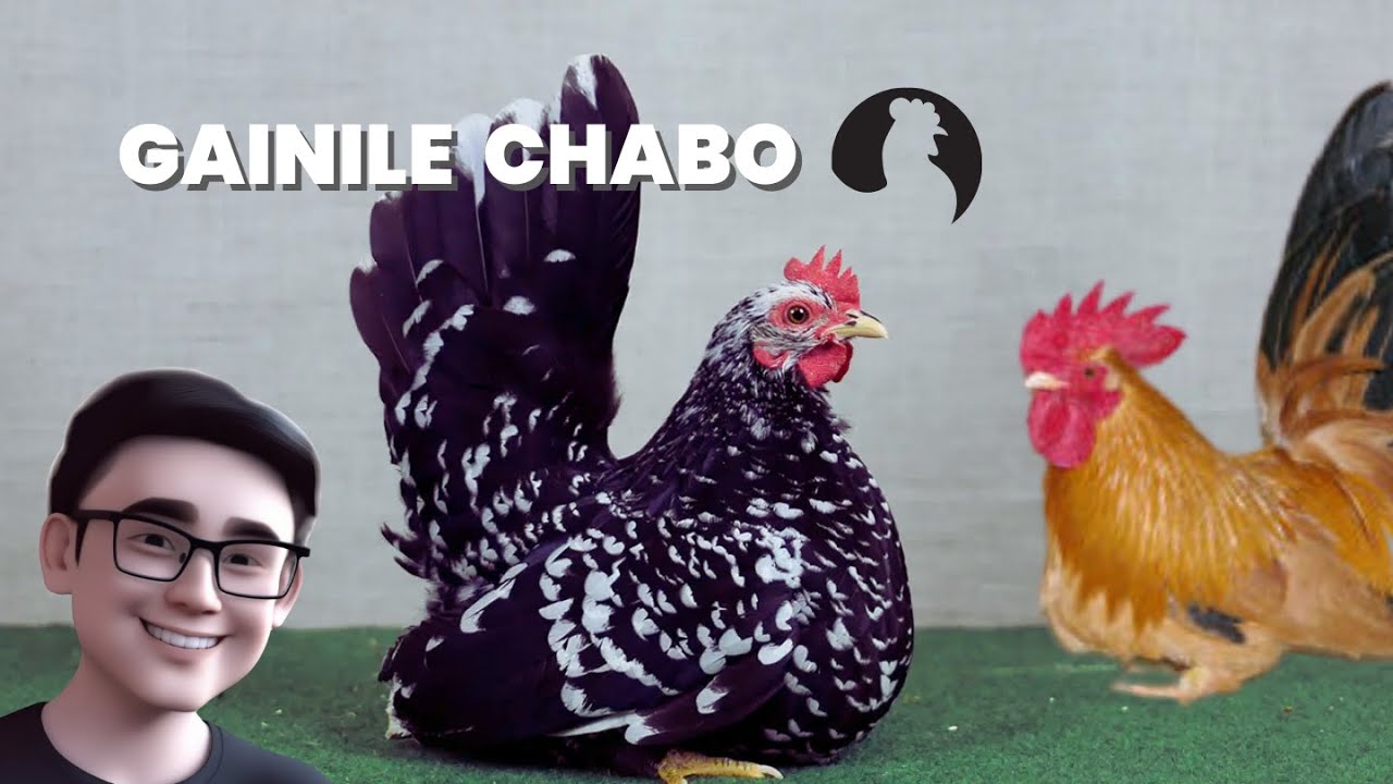 Gainile Chabo