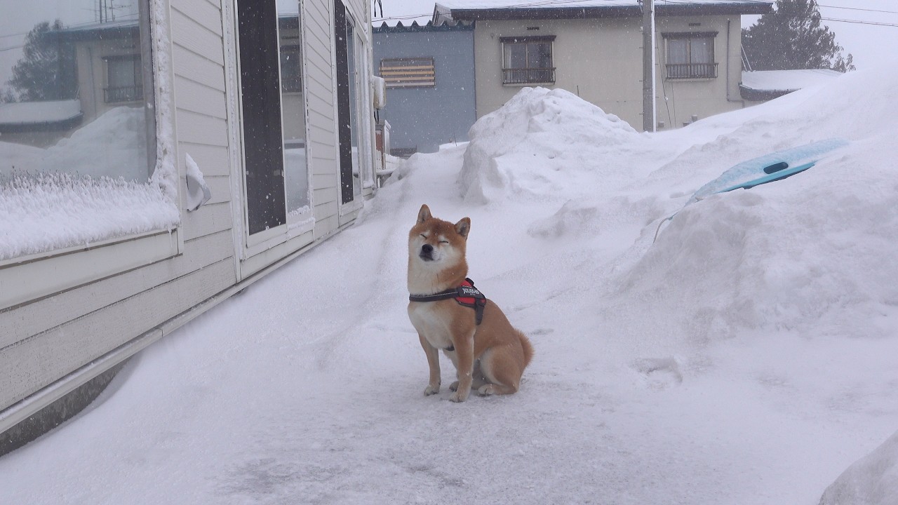 猛吹雪後‥柴犬は怖さのあまり抱っこする事態に。。
