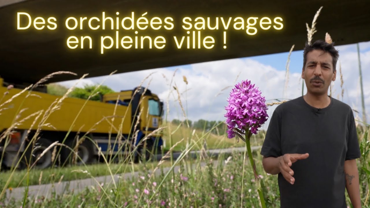 LA MAJORITE DES ORCHIDEES ONT DISPARU SUITE A L'AMENAGEMENT URBAIN