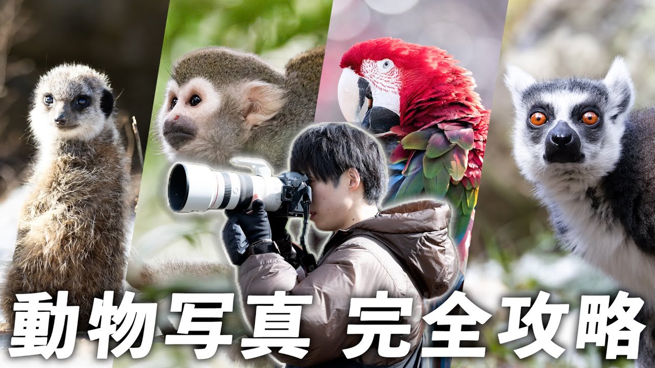 誰でも簡単に真似できる動物写真の撮影テクまとめ！【動物園】【撮り方】