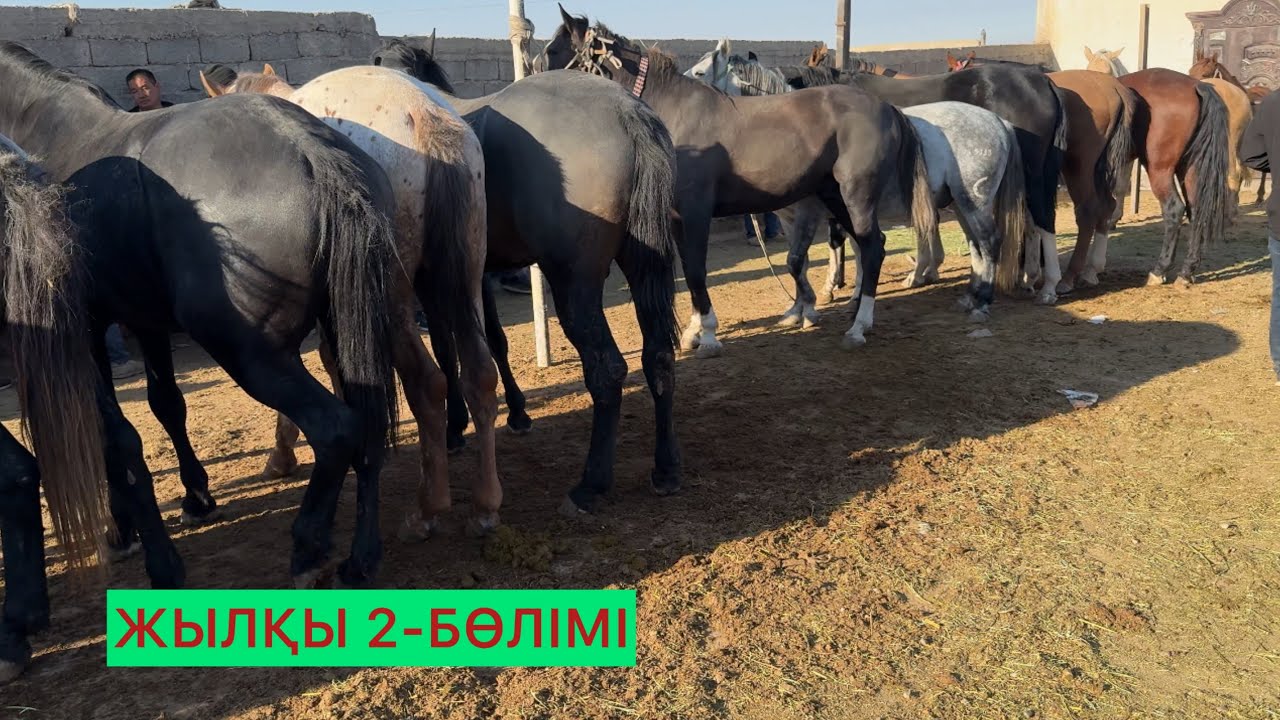 Жылқы 2-Бөлім 08.10.25ж.