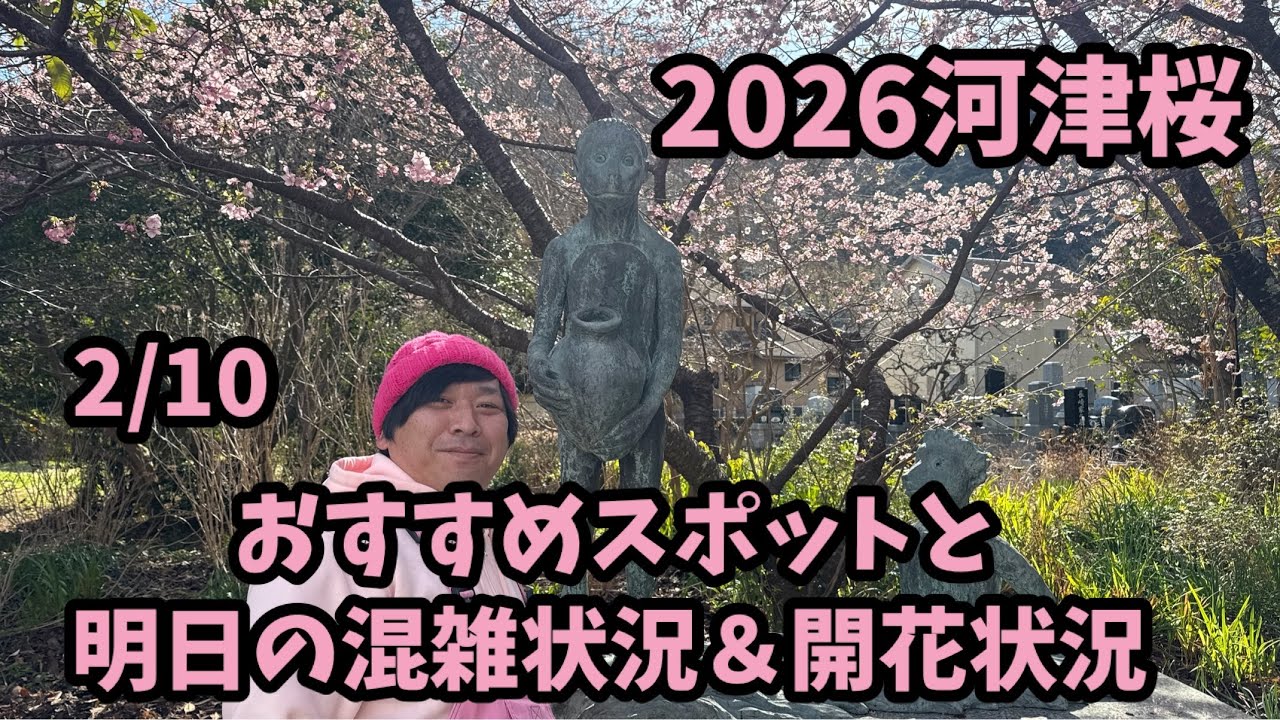【2026河津桜】 2/10 おすすめスポット　開花情報　状況　ライブカメラ