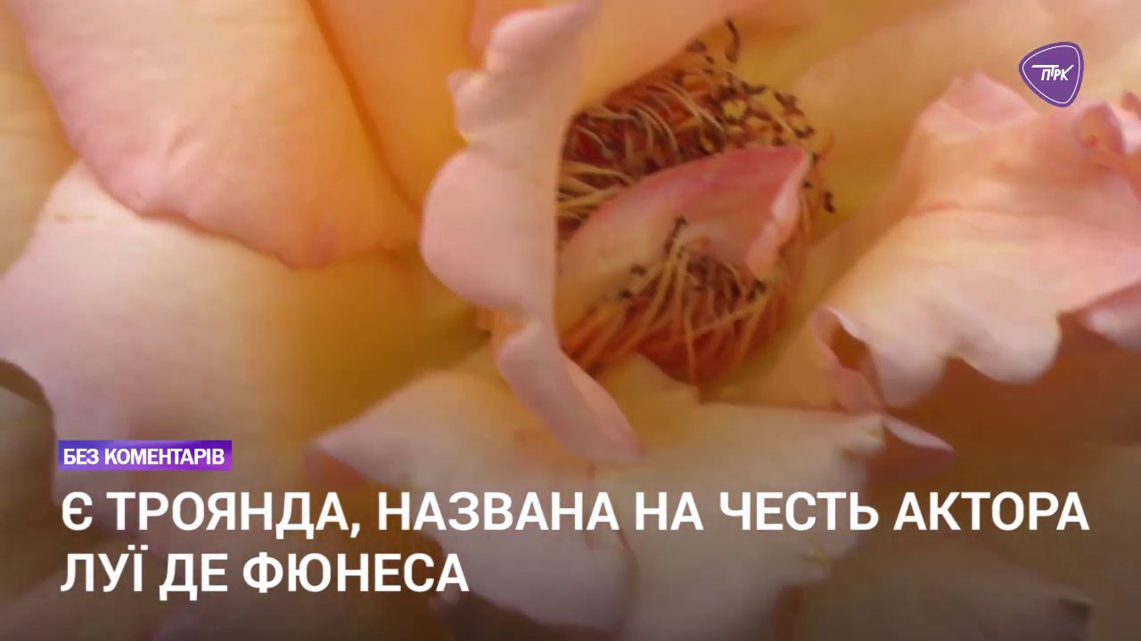 Мешканка с.Межиріч розводить понад 400 видів троянд