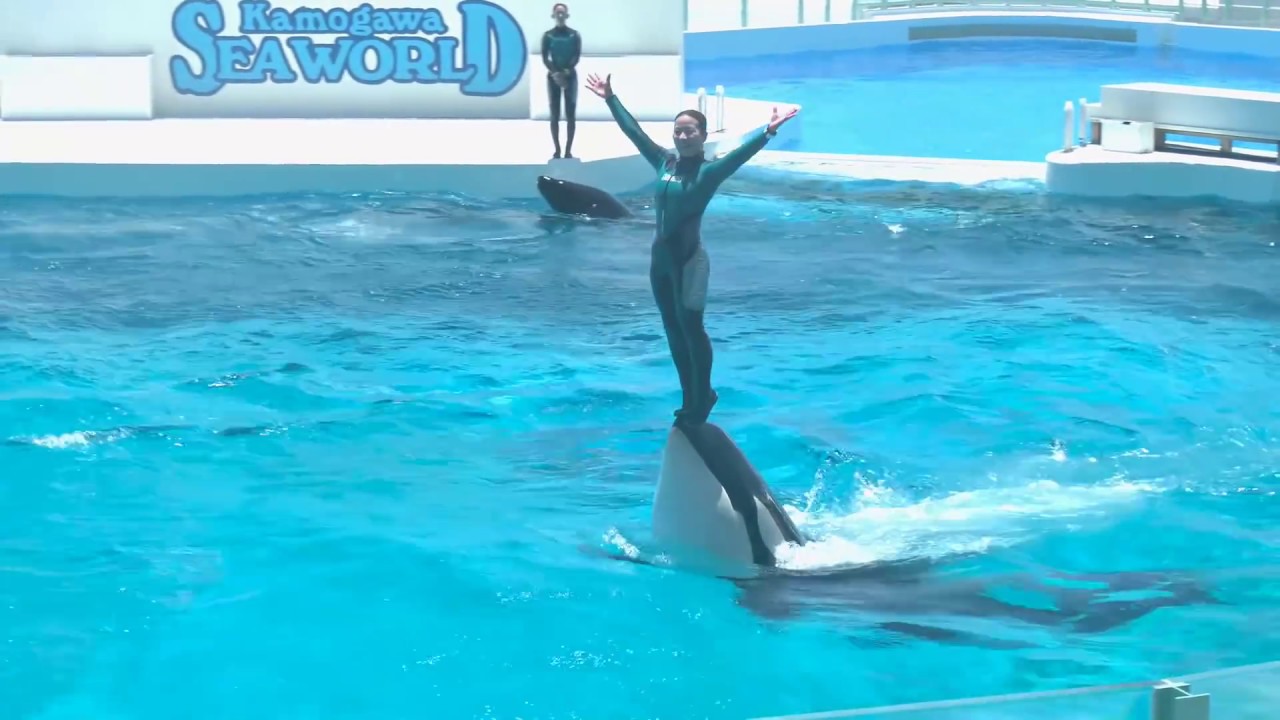 ◆鴨川シーワールド　シャチパフォーマンス（2019．06．16）11：30~ ◆